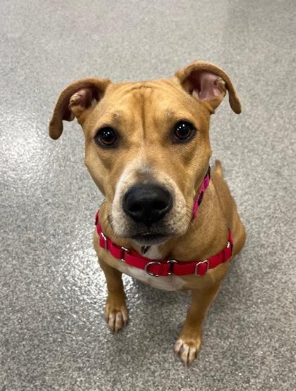 Star, a ADOPTABLE Mixed Breed in Neenah, WI image 1/3