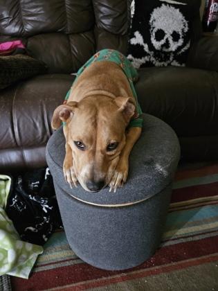 Star, a ADOPTABLE Mixed Breed in Neenah, WI image 2/3