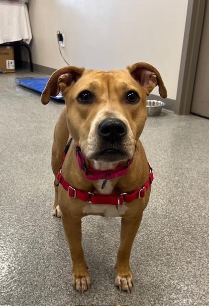 Star, a ADOPTABLE Mixed Breed in Neenah, WI image 3/3