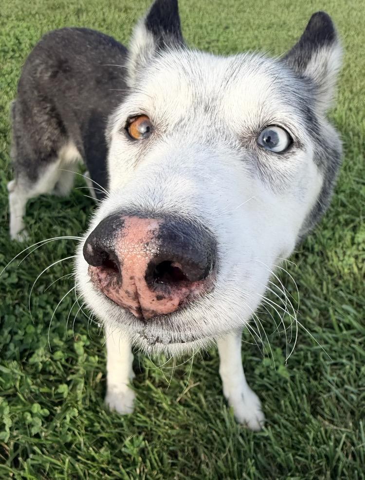 Enlarge Loki, a Adoptable mixed breed in Davidson, NC image 3/6