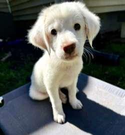 Enlarge Drake, a Adopted mixed breed in Sudbury, MA image 1/3