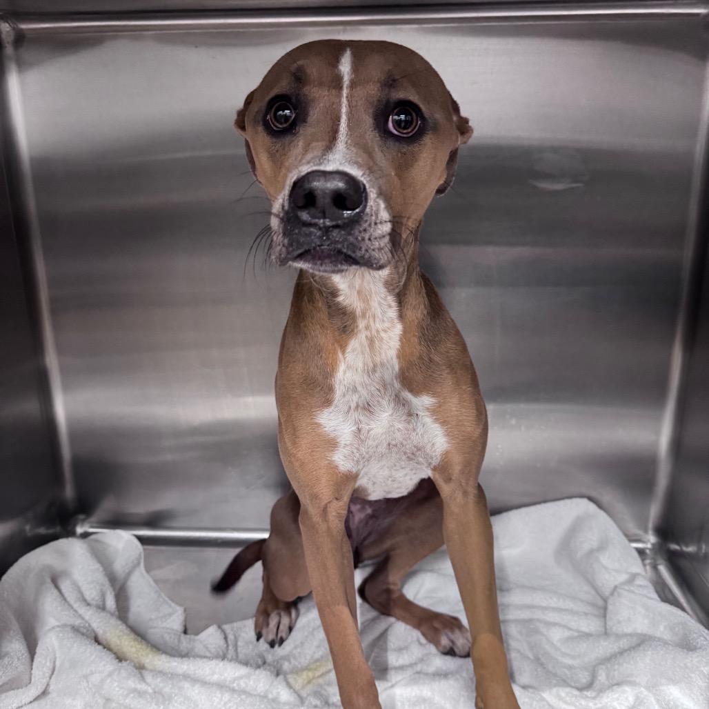 Enlarge Misty, a Adoptable Mixed Breed in Abilene, TX image 1/3