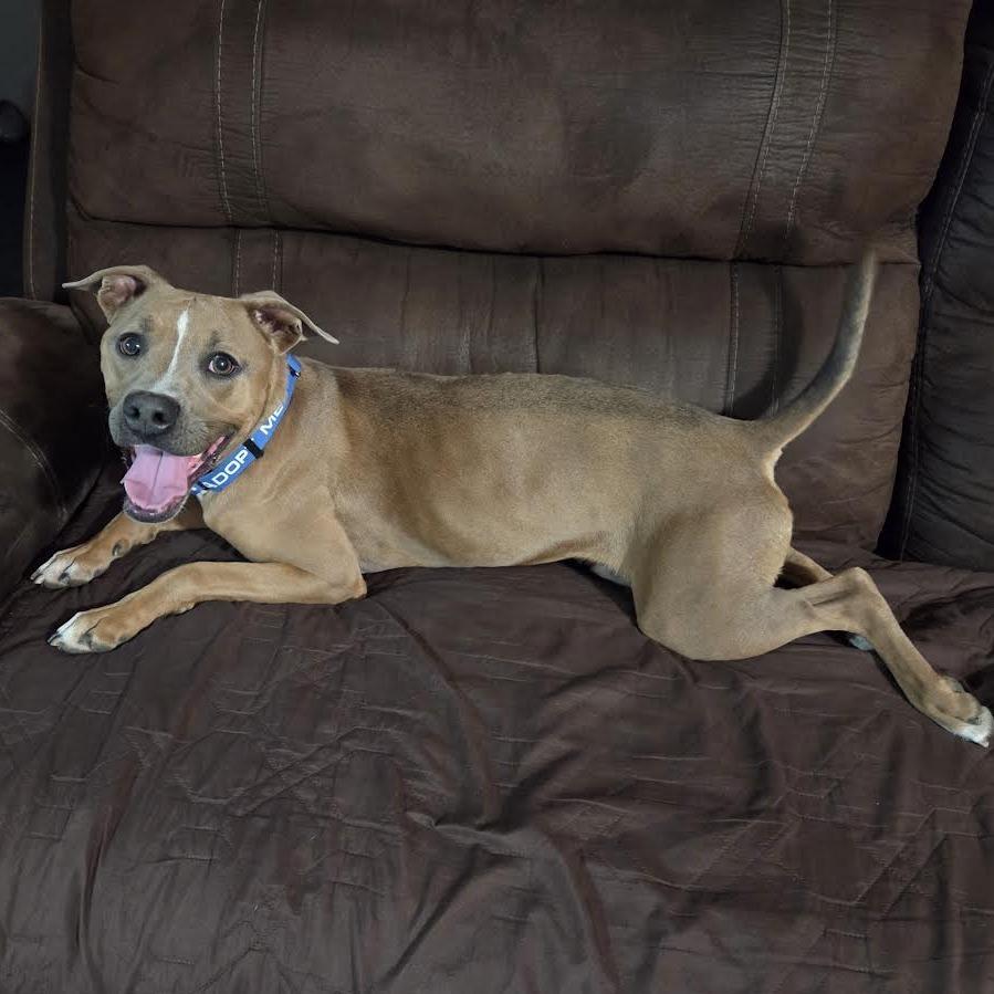 Enlarge Misty, a Adoptable Mixed Breed in Abilene, TX image 2/6