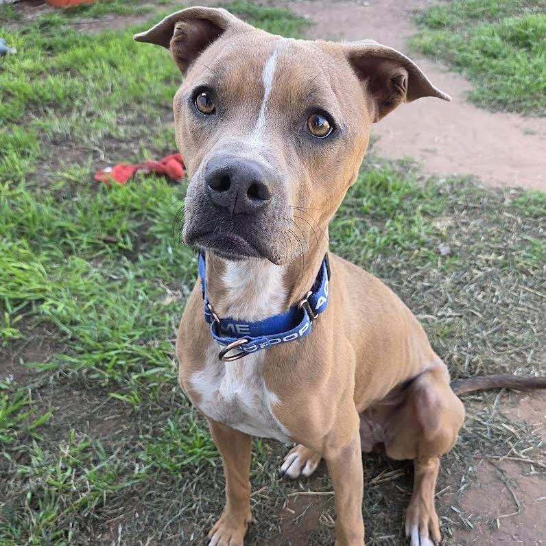 Enlarge Misty, a Adoptable Mixed Breed in Abilene, TX image 3/6