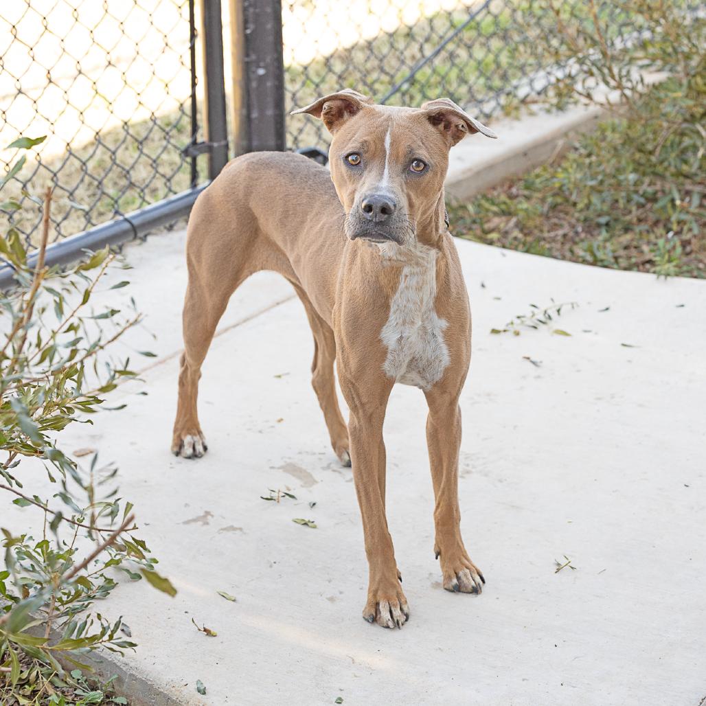 Enlarge Misty, a Adoptable Mixed Breed in Abilene, TX image 2/3