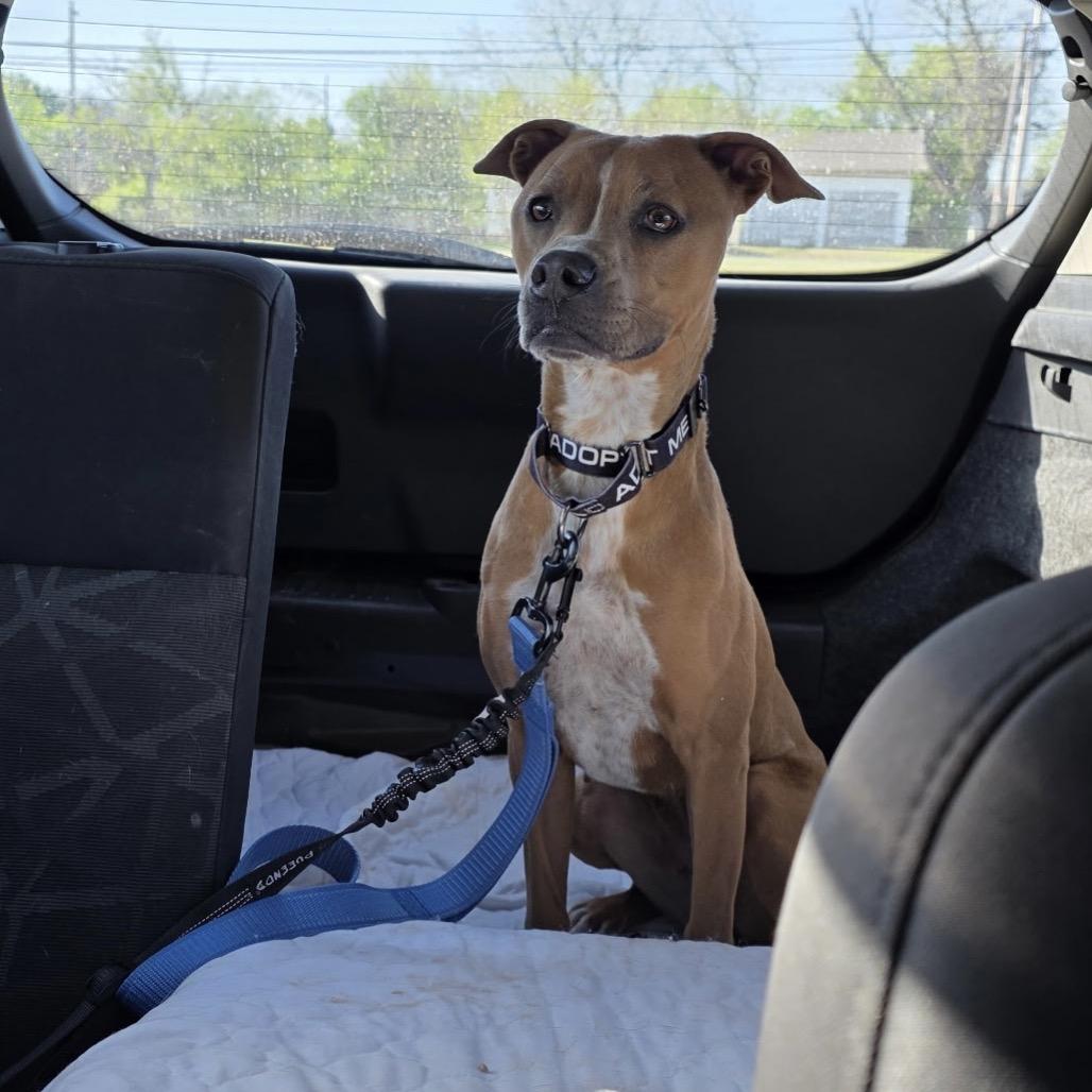 Enlarge Misty, a Adoptable Mixed Breed in Abilene, TX image 5/6