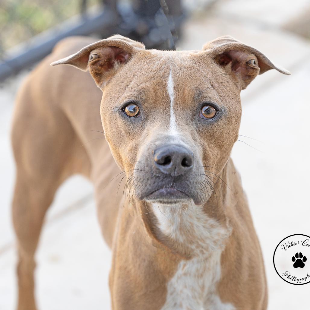 Enlarge Misty, a Adoptable Mixed Breed in Abilene, TX image 3/3