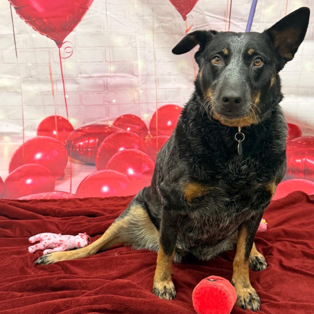 Bailee, Adoptable, Adult Female Cattle Dog & Australian Shepherd.
