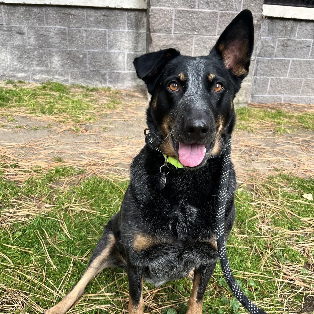 Bailee, a Adoptable mixed breed in Incline Village, NV image 2/6