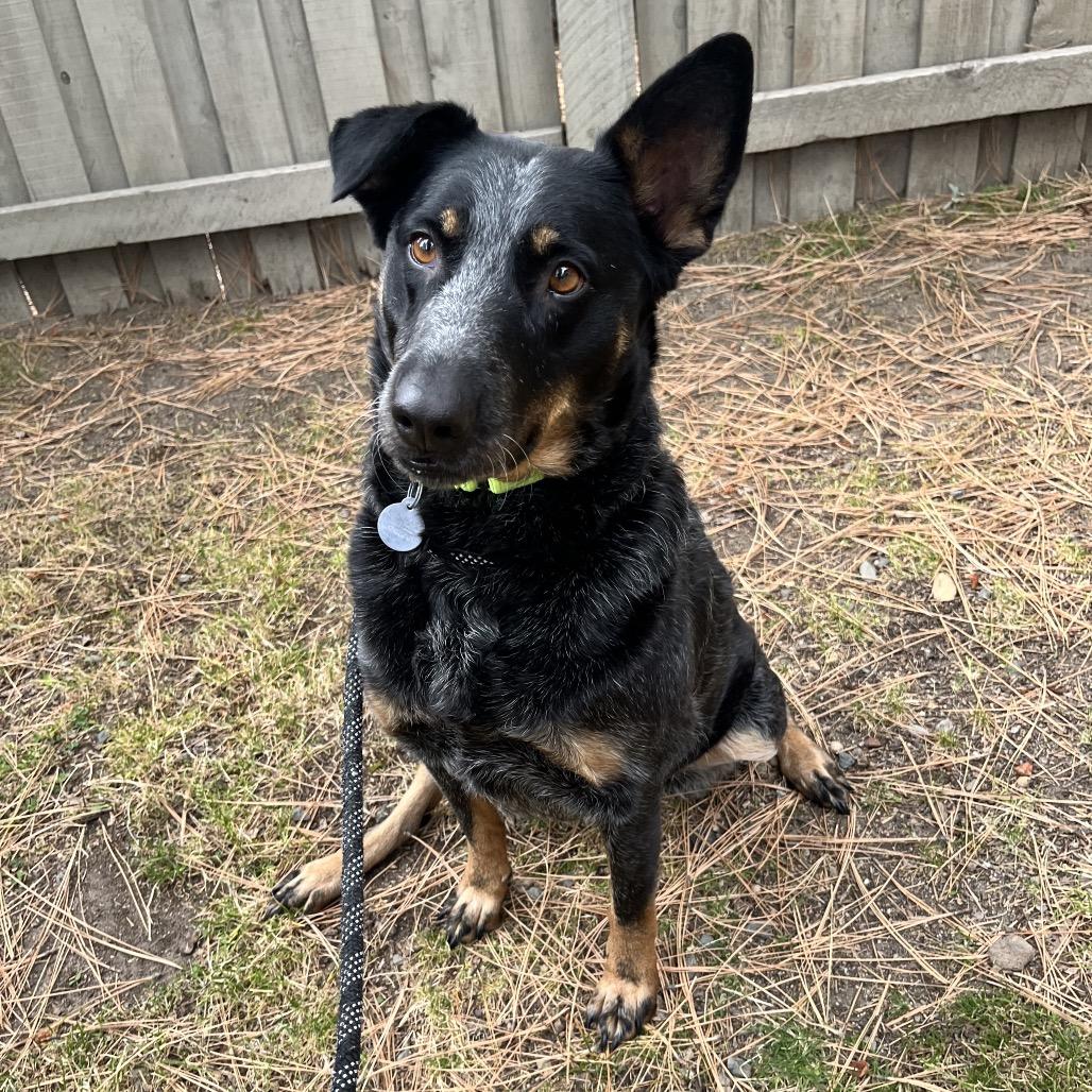 Bailee, Adoptable, Adult Female Cattle Dog & Australian Shepherd.