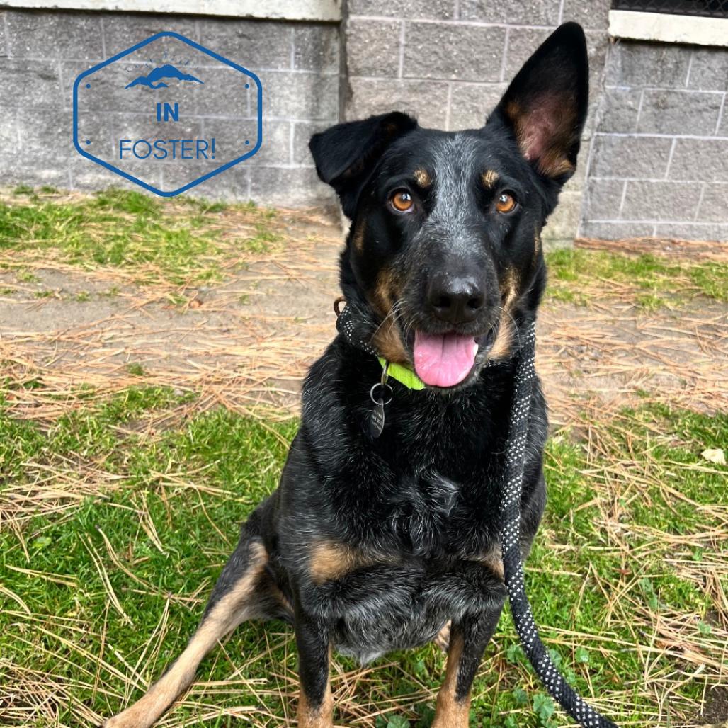 Enlarge Bailee, a Adoptable mixed breed in Incline Village, NV image 2/6