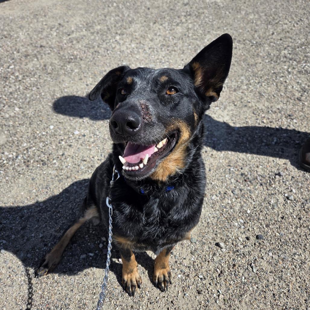 Enlarge Bailee, a Adoptable mixed breed in Incline Village, NV image 4/6