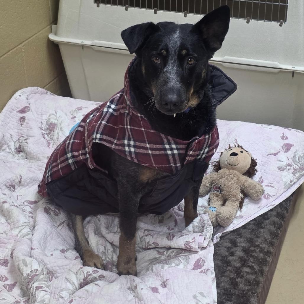 Enlarge Bailee, a Adoptable mixed breed in Incline Village, NV image 5/6