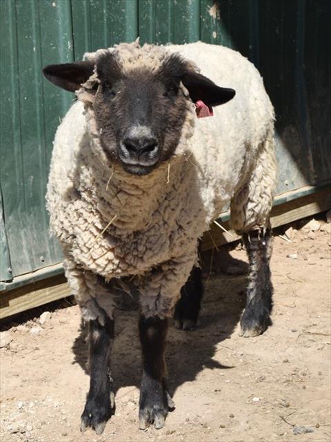 ELEANOR, Adoptable, Senior Female Sheep.