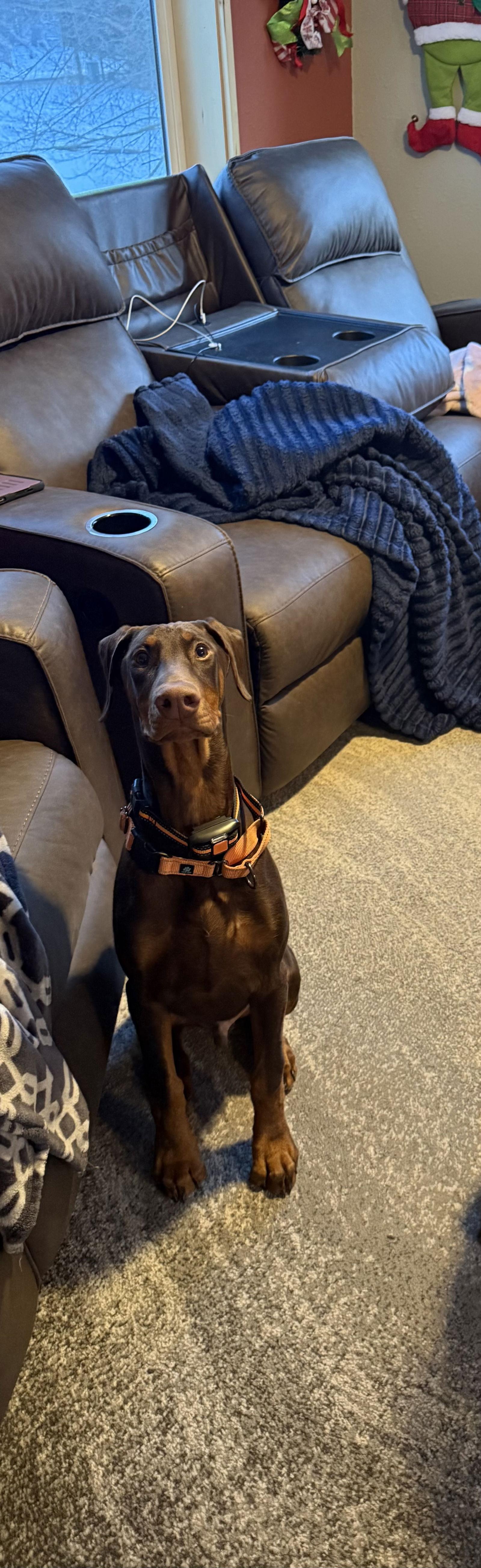 Abe, Adopted, Puppy Male Doberman Pinscher.