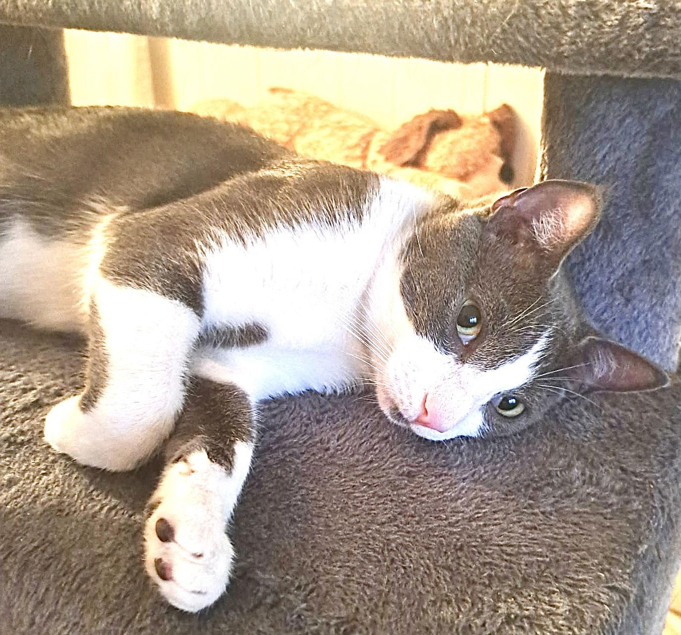 Boss, a Adoptable Domestic Short Hair in Fort Myers, FL image 1/2