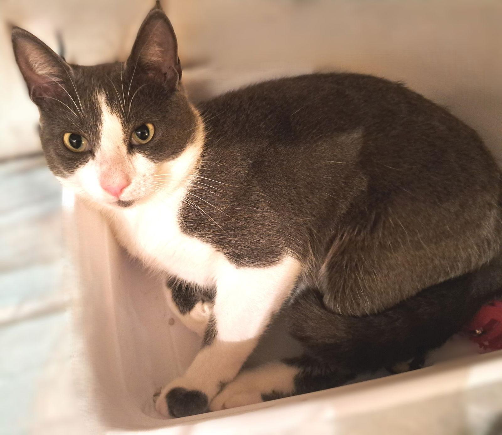 Boss, a Adoptable Domestic Short Hair in Fort Myers, FL image 2/2