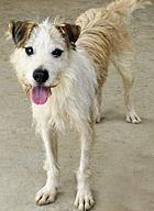 Enlarge Larry, a Adoptable mixed breed in Poway, CA image 6/6