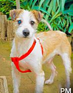 Enlarge Larry, a Adoptable mixed breed in Poway, CA image 5/6