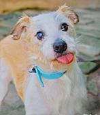 Enlarge Larry, a Adoptable mixed breed in Poway, CA image 3/6