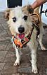 Enlarge Larry, a Adoptable mixed breed in Poway, CA image 2/6
