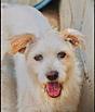 Enlarge Larry, a Adoptable mixed breed in Poway, CA image 4/6