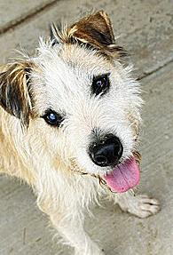 Larry, Adoptable, Adult Male Norfolk Terrier & Parson Russell Terrier.