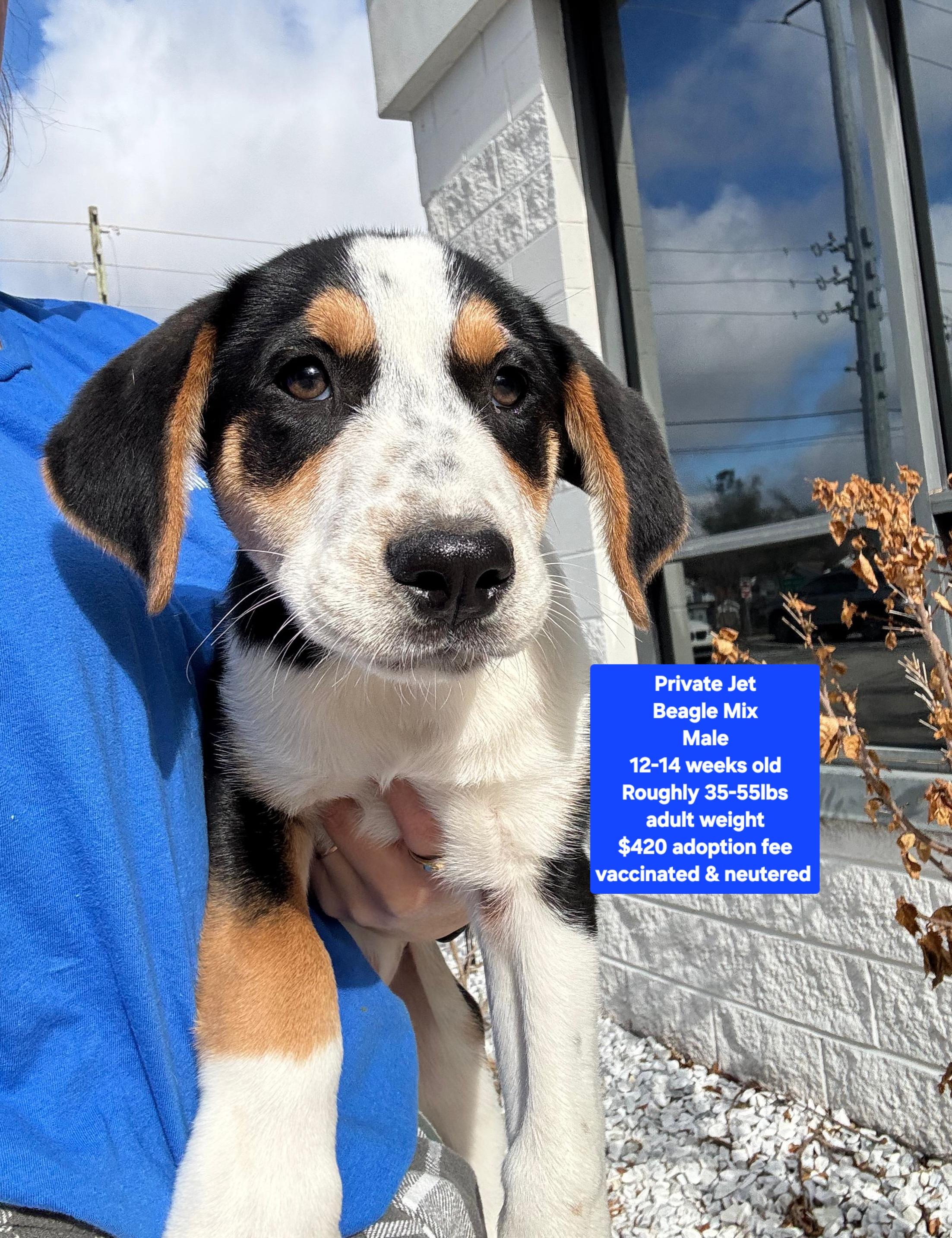 Private Jet, adopted, Puppy Male Beagle.