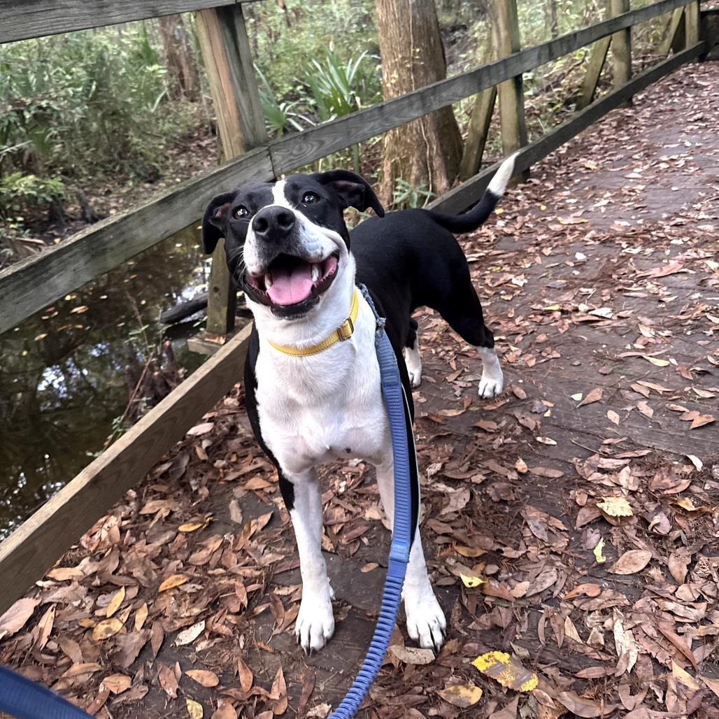 Issa, Adoptable, Adult Female Mixed Breed.