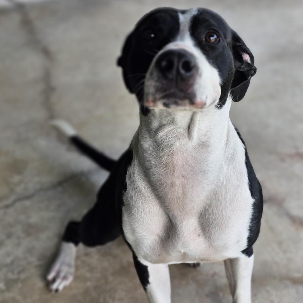 Enlarge Issa, a Adoptable Mixed Breed in Hinesville, GA image 2/6