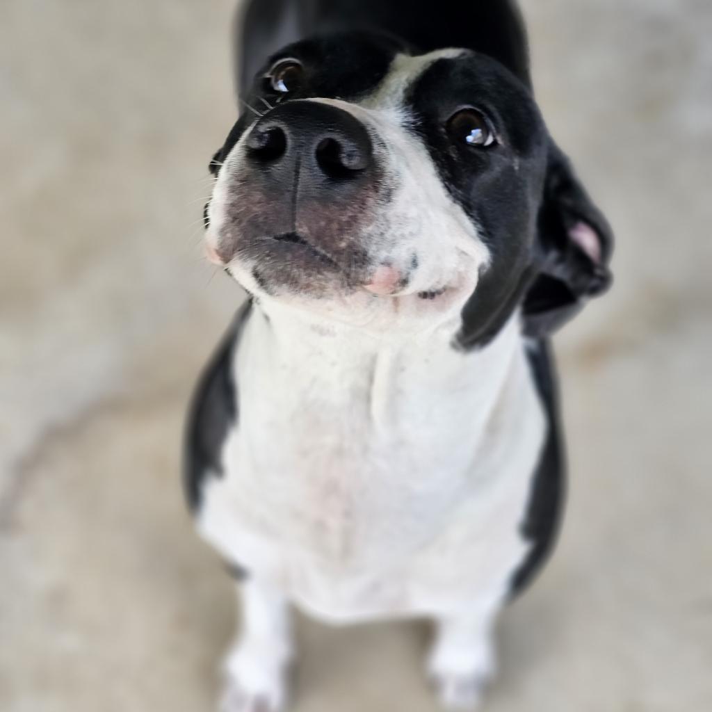 Enlarge Issa, a Adoptable Mixed Breed in Hinesville, GA image 3/6