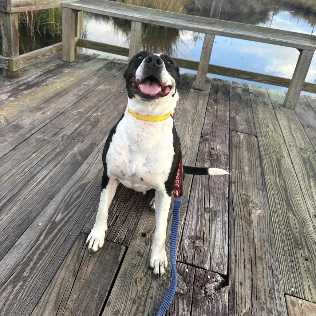 Enlarge Issa, a Adoptable Mixed Breed in Hinesville, GA image 4/6