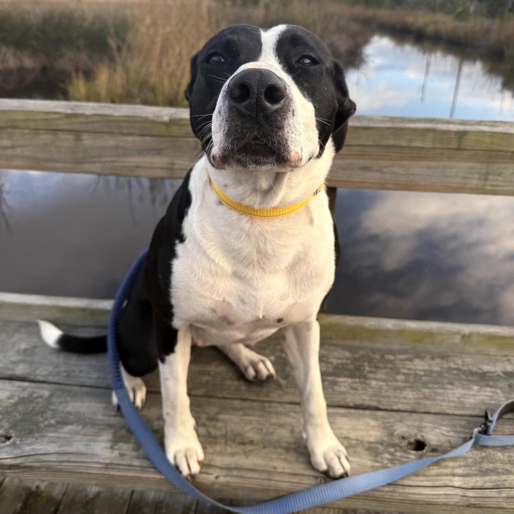 Enlarge Issa, a Adoptable Mixed Breed in Hinesville, GA image 5/6