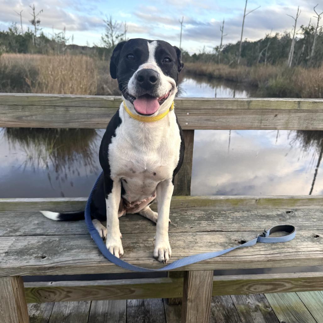 Enlarge Issa, a Adoptable Mixed Breed in Hinesville, GA image 5/6