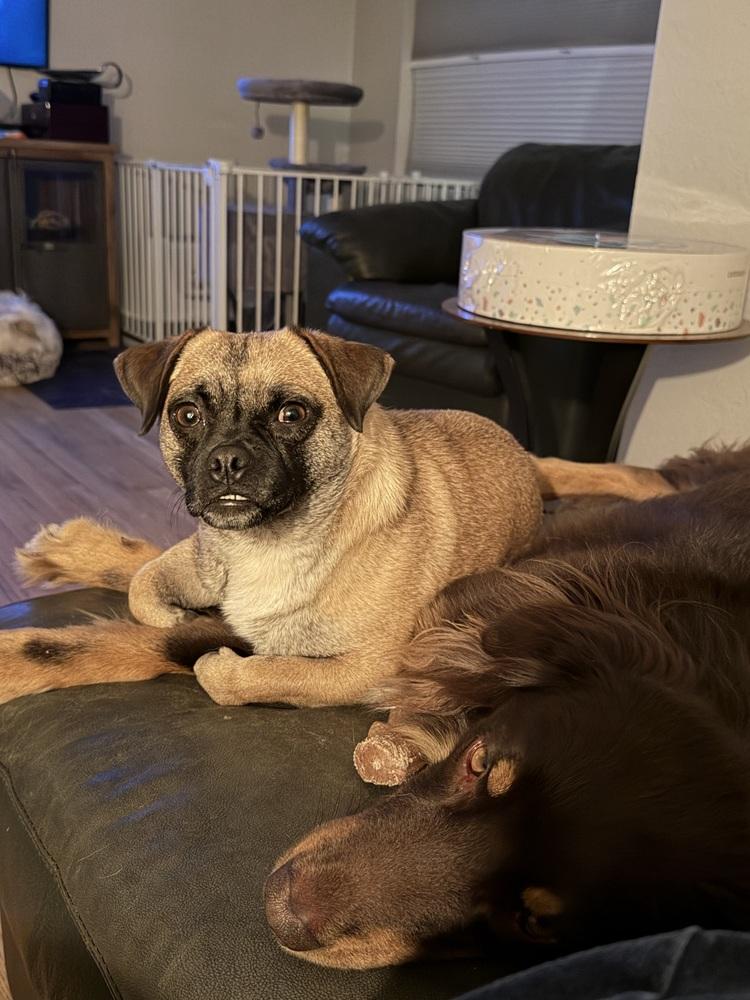 Enlarge OLIVER, a Adoptable mixed breed in Thornton, CO image 1/6