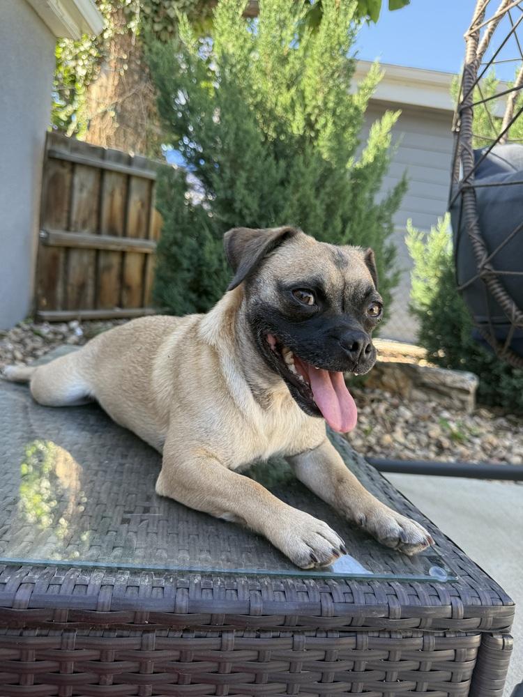 Enlarge OLIVER, a Adoptable mixed breed in Thornton, CO image 2/6