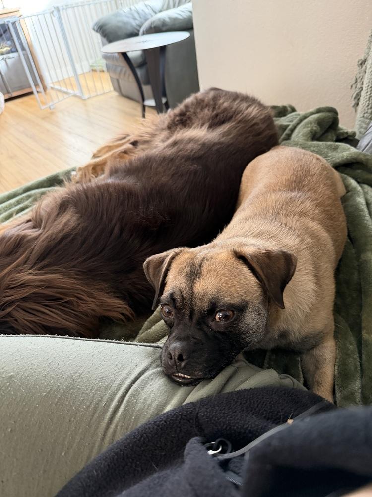 Enlarge OLIVER, a Adoptable mixed breed in Thornton, CO image 6/6