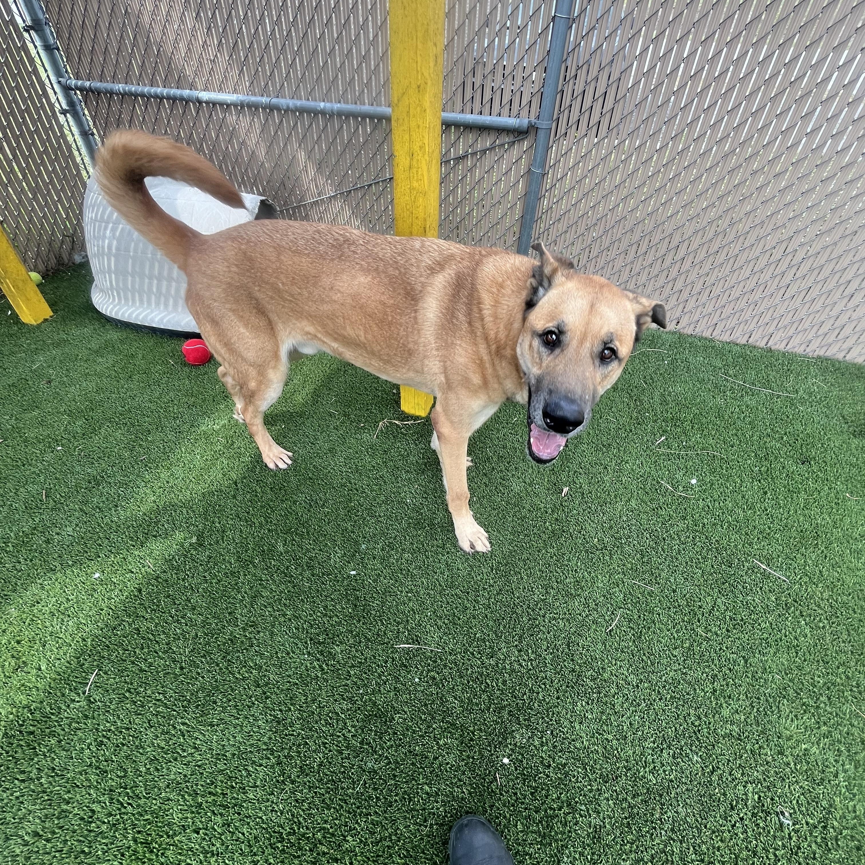 Charlie, Adult Male Great Dane
