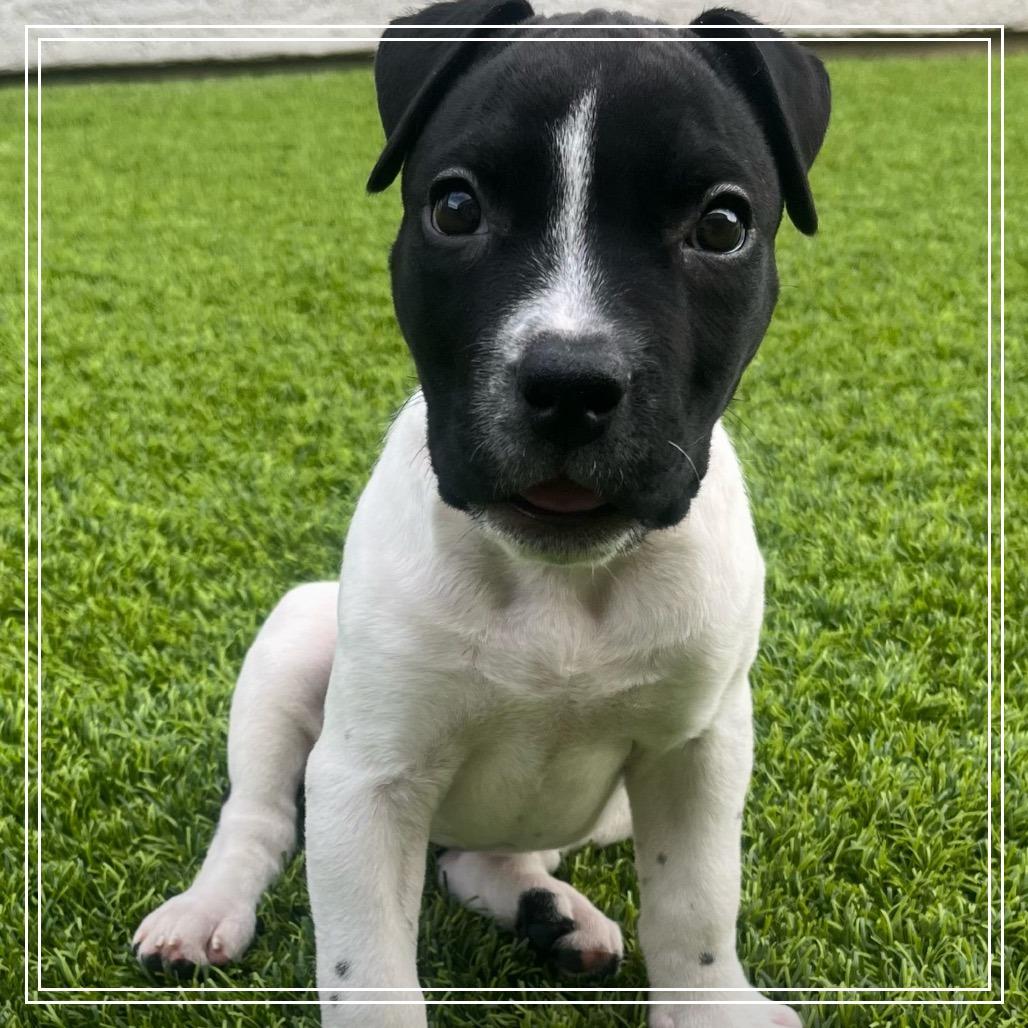 Marcella, Adoptable, Young Female Pit Bull Terrier.