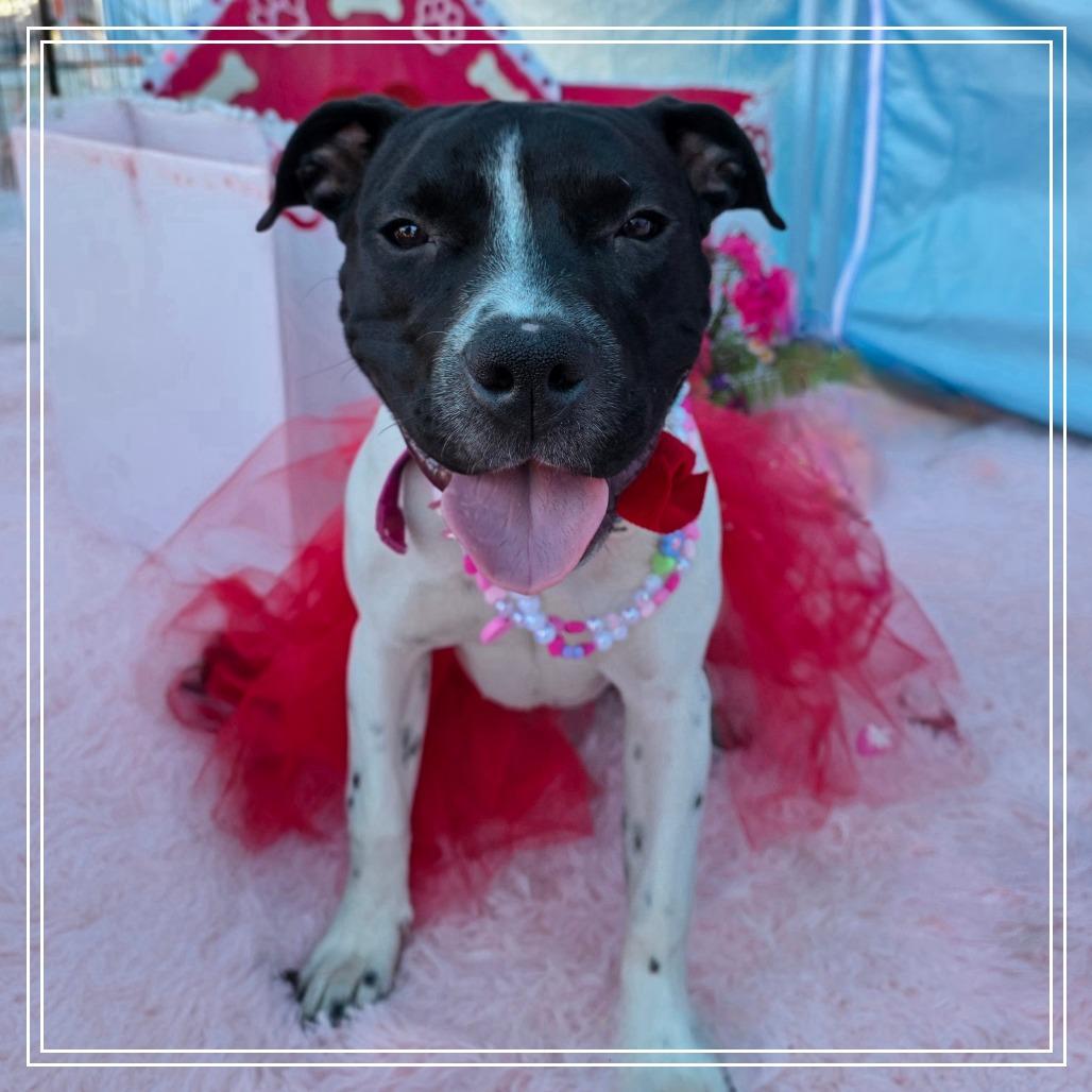 Marcella, Adoptable, Young Female Pit Bull Terrier.