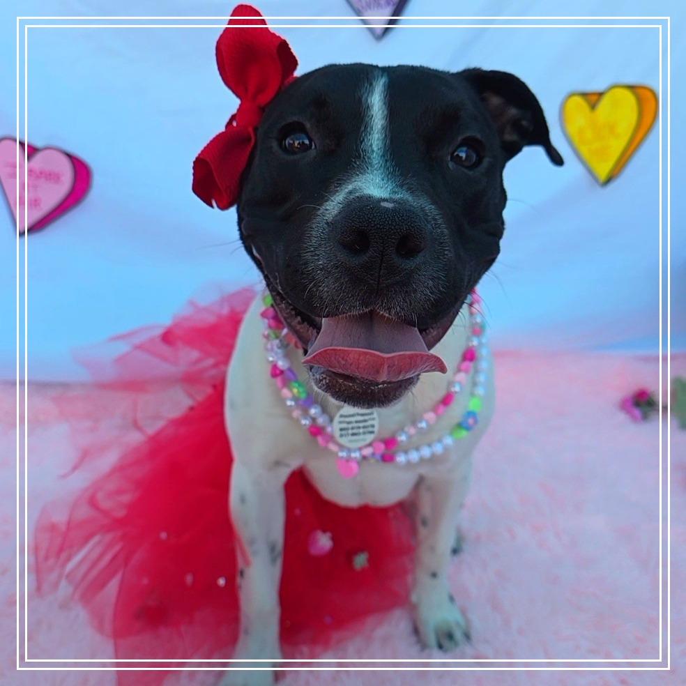 Marcella, a Adoptable Pit Bull Terrier in Chandler, AZ image 2/6