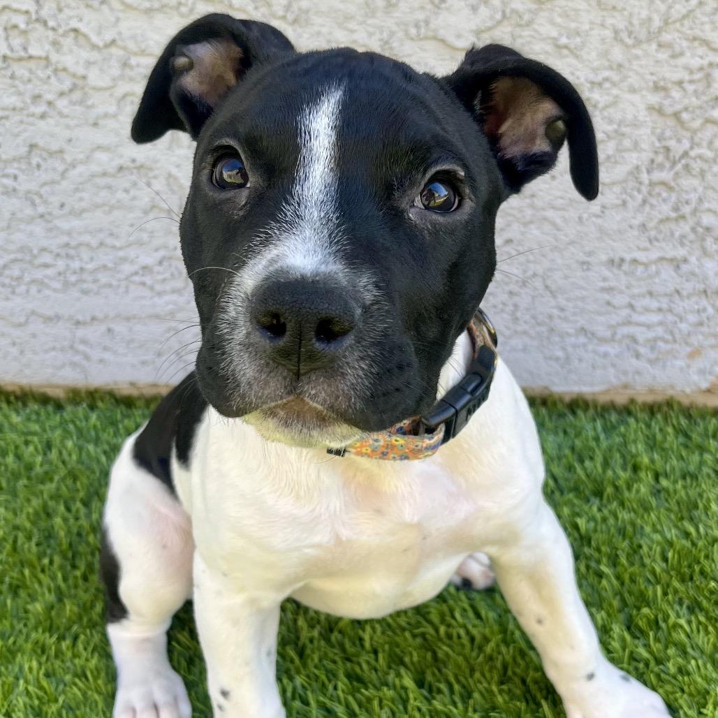 Marcella, a Adoptable Pit Bull Terrier in Chandler, AZ image 2/6