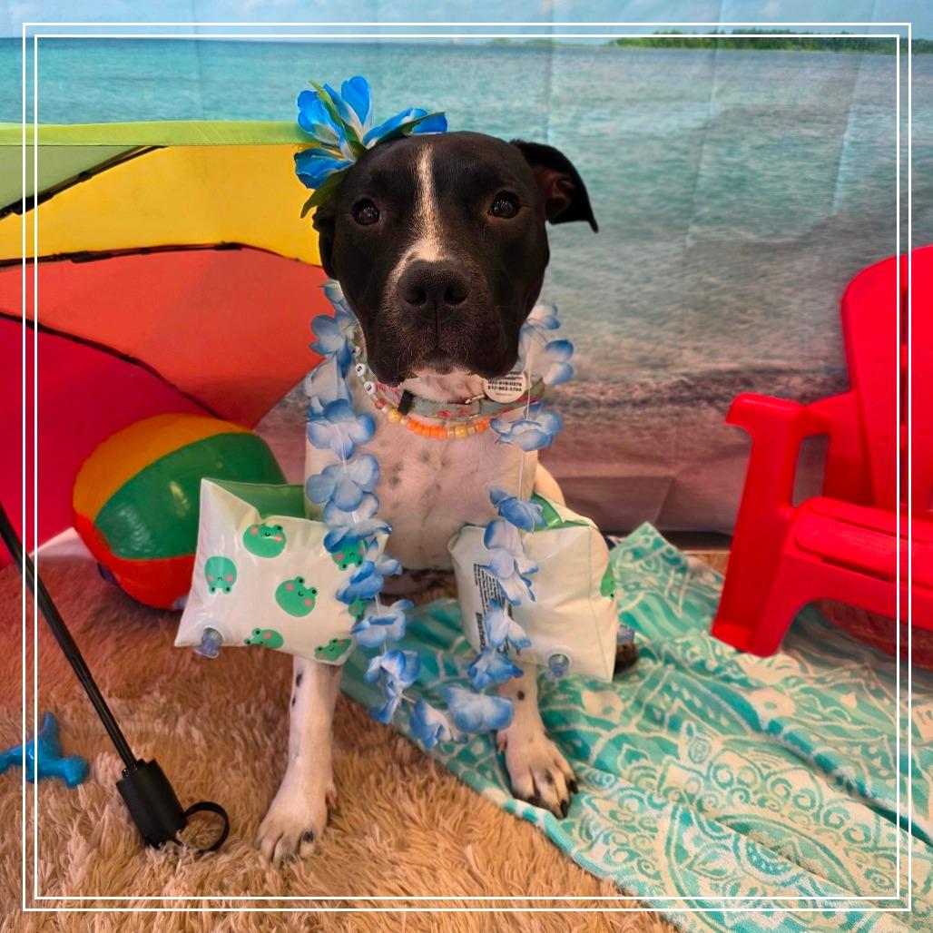 Marcella, a Adoptable Pit Bull Terrier in Chandler, AZ image 3/6