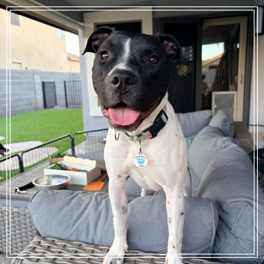Marcella, a Adoptable Pit Bull Terrier in Chandler, AZ image 3/6