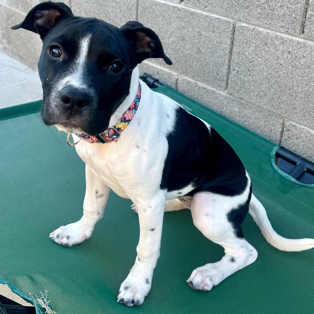 Marcella, a Adoptable Pit Bull Terrier in Chandler, AZ image 5/6