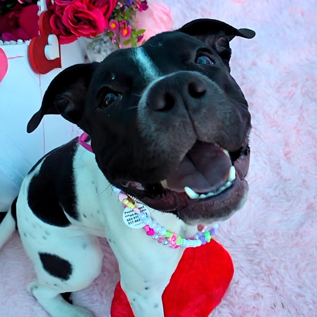 Marcella, a Adoptable Pit Bull Terrier in Chandler, AZ image 4/6