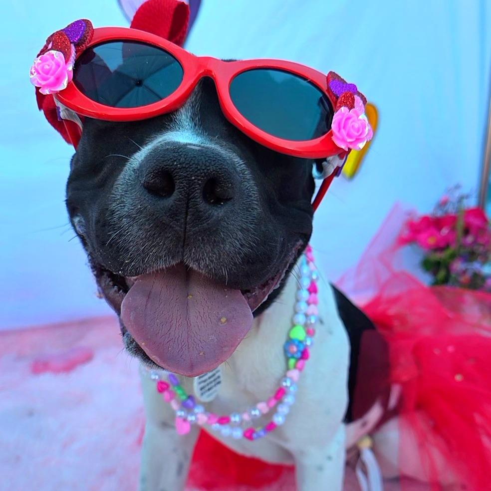 Marcella, a Adoptable Pit Bull Terrier in Chandler, AZ image 5/6
