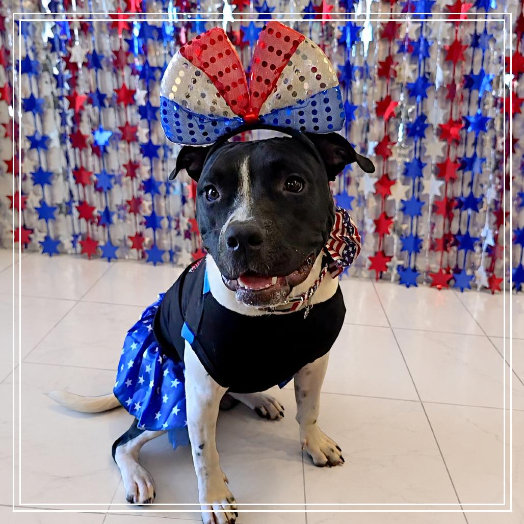 Enlarge Marcella (Mouse), a Adoptable Pit Bull Terrier in Chandler, AZ image 5/6