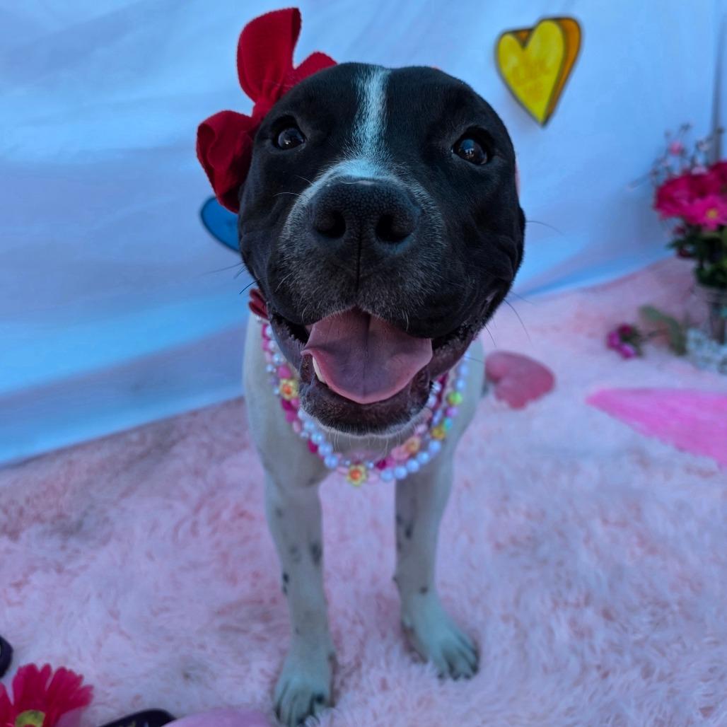 Marcella, a Adoptable Pit Bull Terrier in Chandler, AZ image 6/6