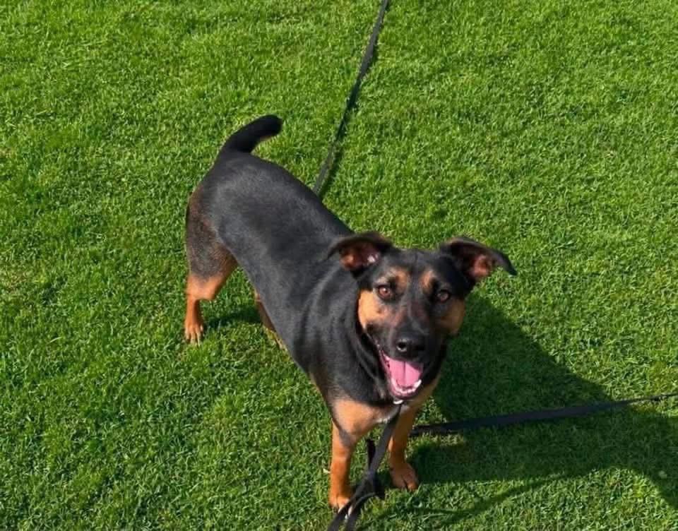 Enlarge Foster Needed - Chloe, a ADOPTABLE mixed breed in Oswego, IL image 1/1